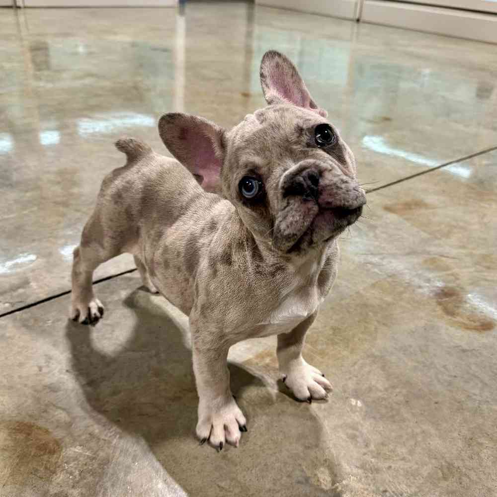 French Bulldog For Sale | Purely Puppies